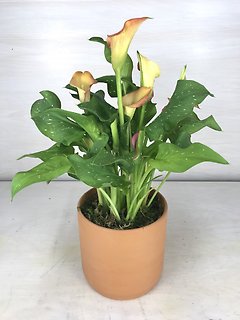 Calla Lily Plant
