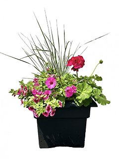 14\" Flowering Patio Pot | Pinks & Whites